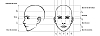 Visage_Proportions.jpg