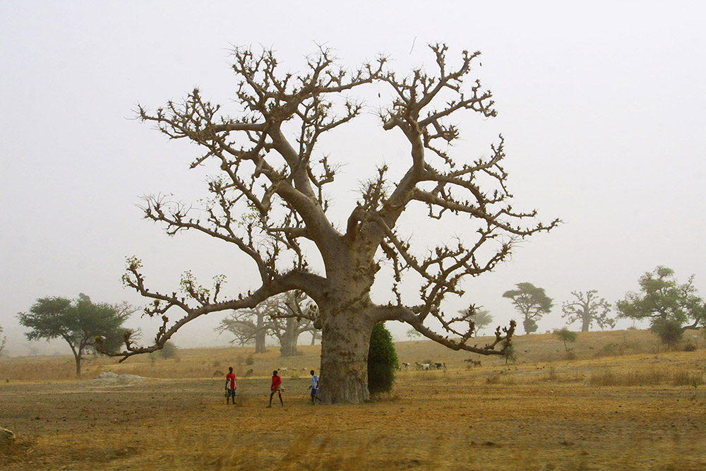 Le baobab