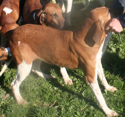 Ravissante 1a