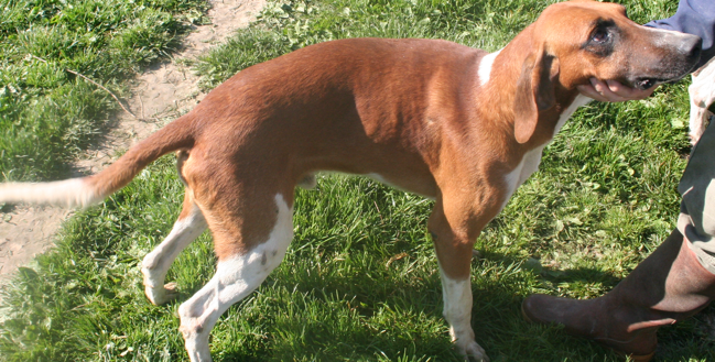 Rambucher 3