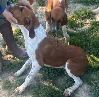Torpille 1